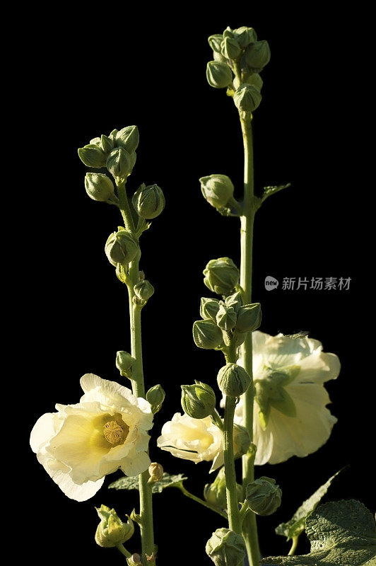 锦葵花- Alcea L。